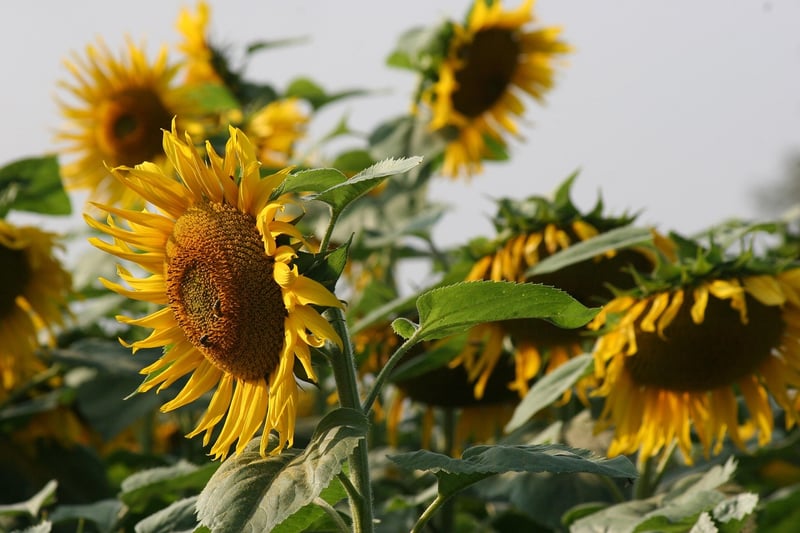 Summer Sunflower