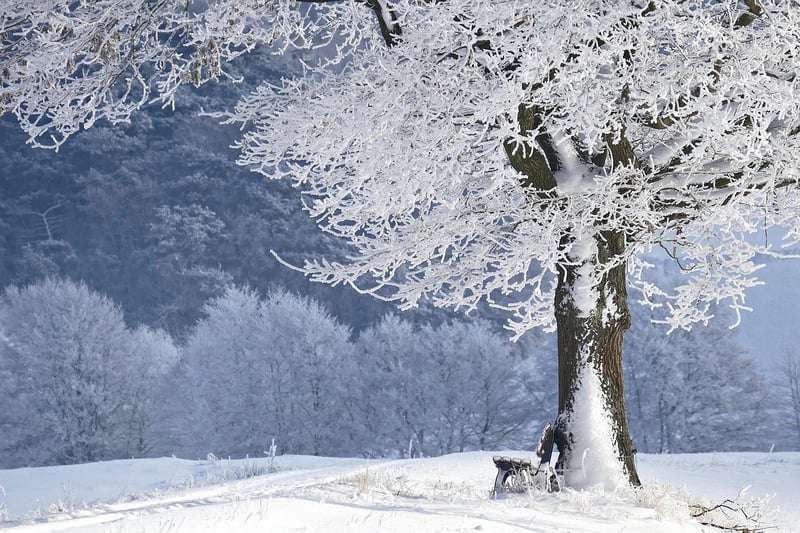 Winter Garden